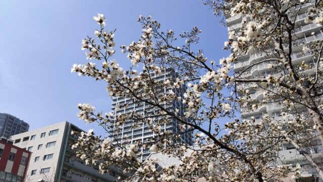 石川島公園の桜