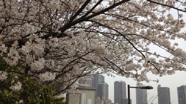 明石町河岸公園の桜