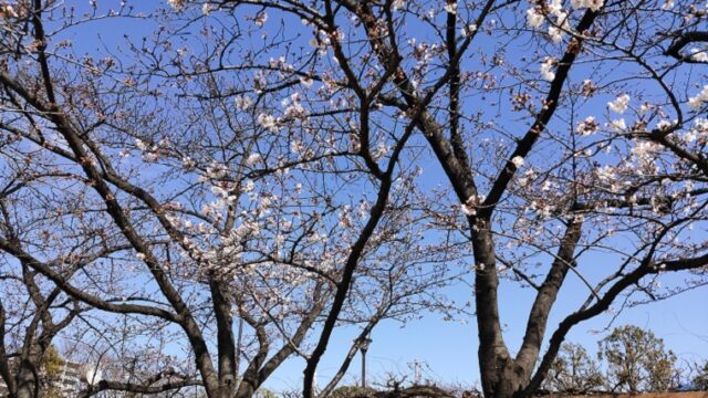 二之江さくら公園の桜