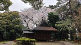 東京国立博物館の庭園の茶室と桜