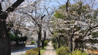 舎人緑道公園の桜