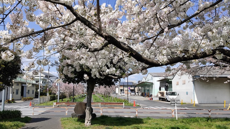 江北北部緑道公園の満開の桜