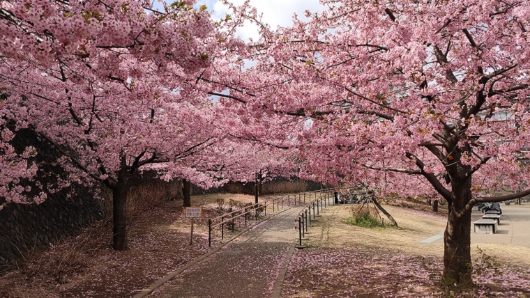 西ヶ原みんなの公園の河津桜とスロープ