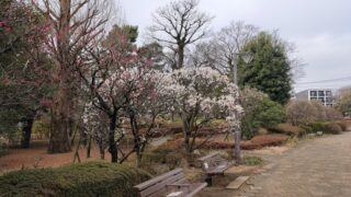 哲学堂公園の梅