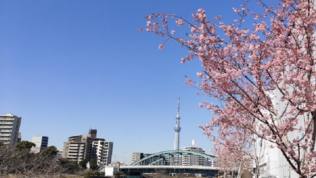 旧中川沿いの河津桜と東京スカイツリー
