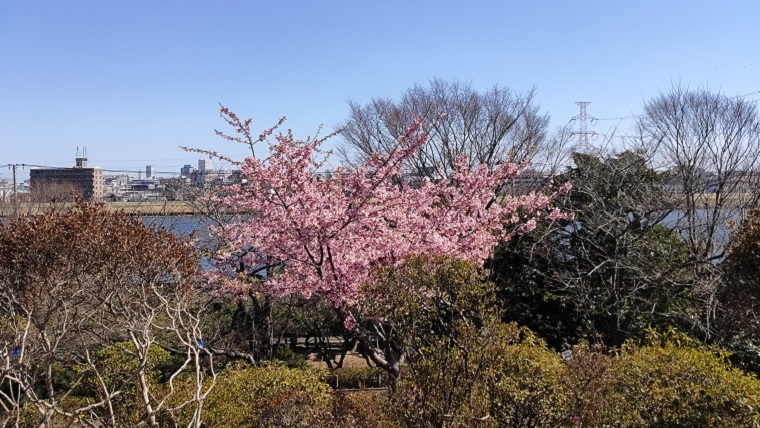 なぎさ公園の河津桜と旧江戸川