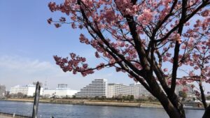 石川島公園の河津桜と運河