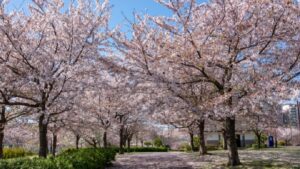 大島小松川公園の桜並木