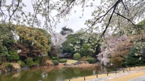 東京国立博物館の庭園とサクラ