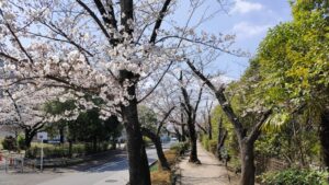 舎人緑道公園の桜並木