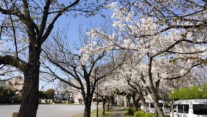 諏訪木西公園の桜並木
