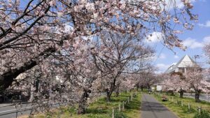 江北北部緑道公園の桜並木