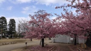 西ヶ原みんなの公園の河津桜と芝生広場
