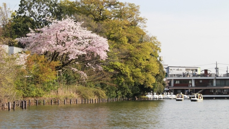 東京都大田区洗足池公園の桜