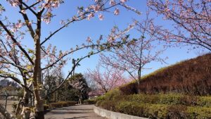 なぎさ公園の河津桜の並木道