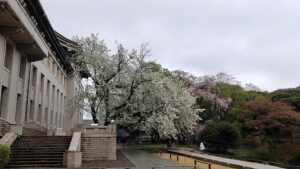 東京国立博物館本館と桜
