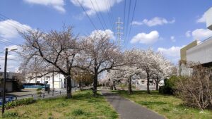 江北北部緑道公園の桜並木2