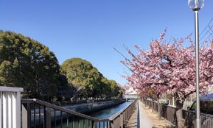 河津桜と大横川と木場公園