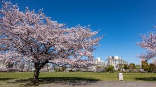 大島小松川公園自由の広場と桜