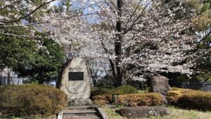 舎人公園のレーガン桜