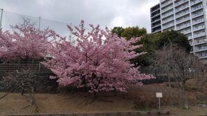 西ヶ原みんなの公園の大きな河津桜