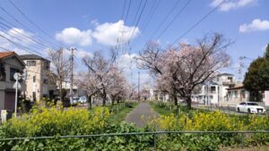 江北北部緑道公園の桜と菜の花