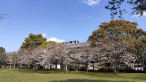 舎人公園の桜と電車