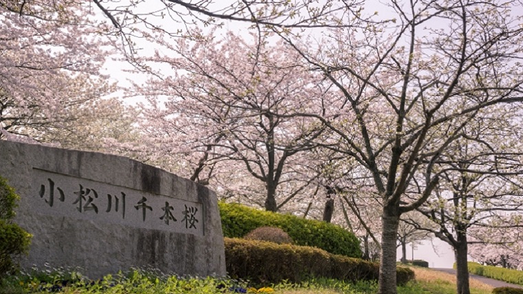 小松川千本桜の石碑と桜