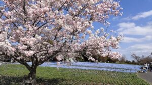 舎人公園のネモフィラと桜