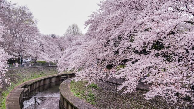 杉並区善福寺川緑地の桜並木