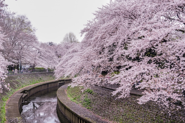 杉並区善福寺川緑地の桜並木