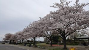 柴又公園の桜並木