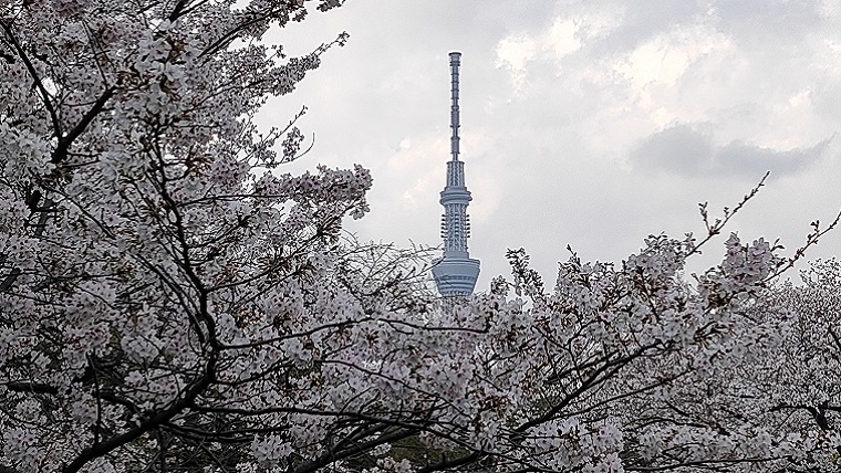 猿江恩賜公園の桜と東京スカイツリー