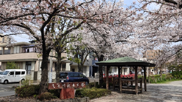 曳舟川親水公園の桜と休憩所