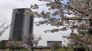 葛飾にいじゅくみらい公園の桜と高層ビル