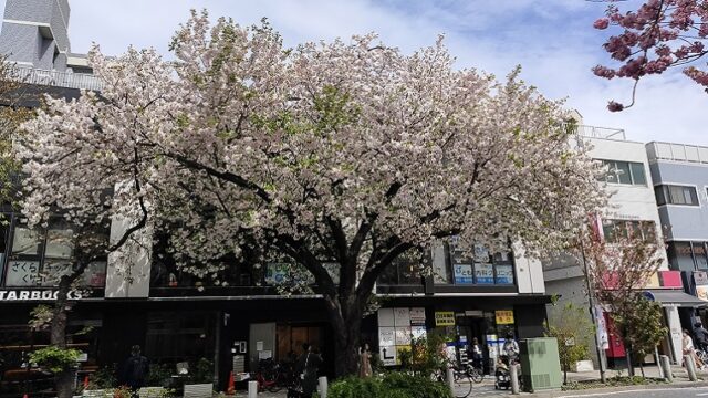 桜新町駅前通りの八重桜