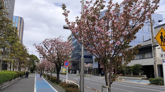 桜新道の桜並木