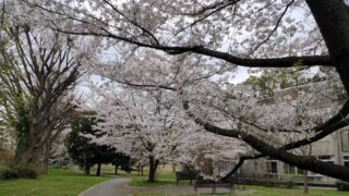 赤羽台さくら並木公園の桜