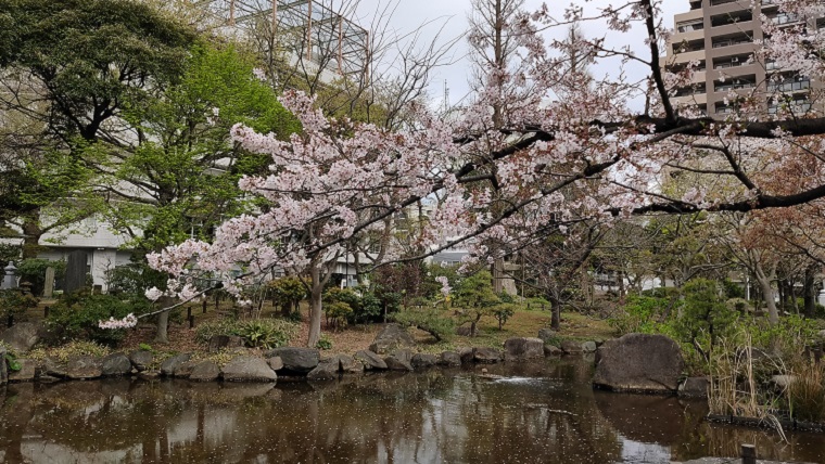 横網町公園の池と桜