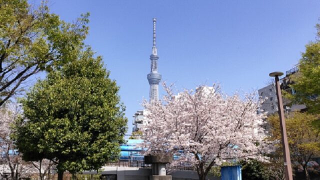 大横川親水公園の桜と東京スカイツリー