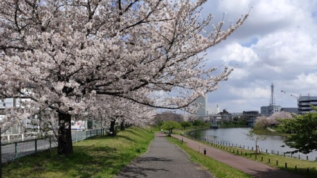 旧中川水辺公園の桜と旧中川