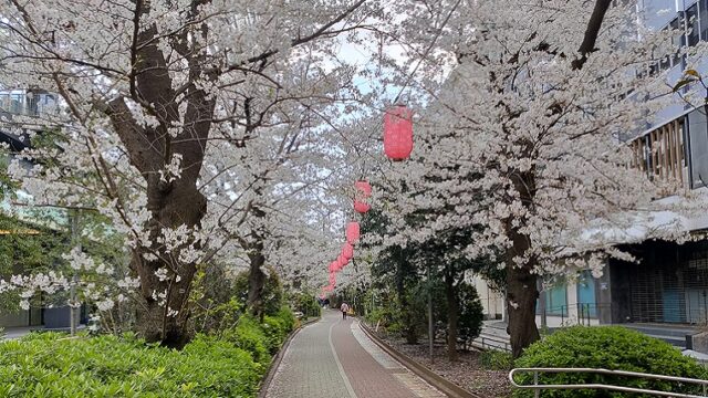 亀戸緑道公園・大島緑道公園の桜並木