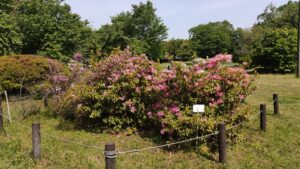 小石川植物園のツツジ園