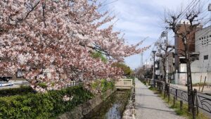 曳舟川親水公園の園路と桜