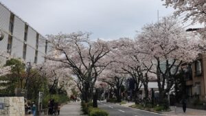 立石さくら通りの桜と道路