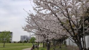 葛飾にいじゅくみらい公園の桜と園路