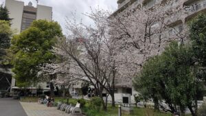 赤羽公園の桜