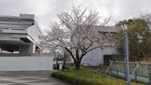 両国国技館周辺の桜