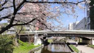 大横川親水公園の桜と橋