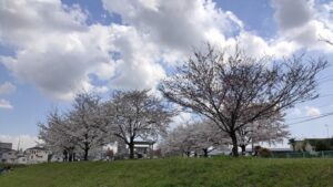 旧中川水辺公園の桜並木